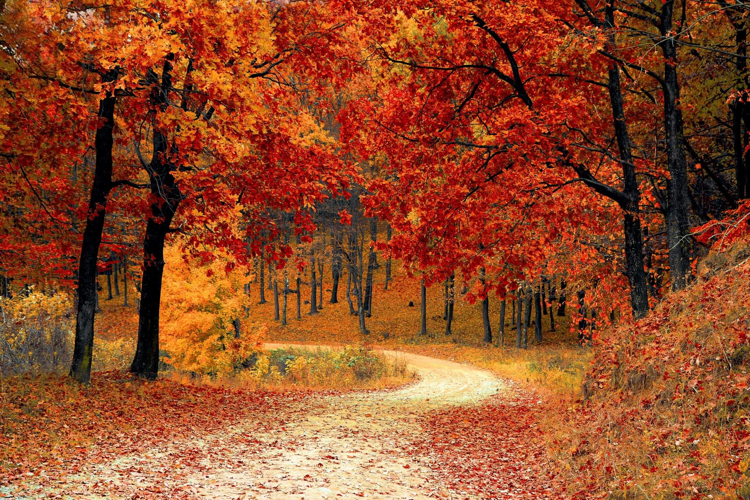 Autumn scene